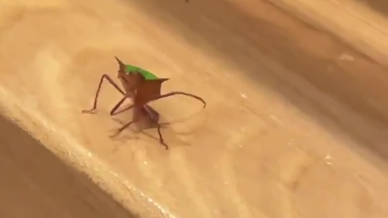 Waving Bug