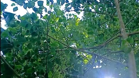 Nature । nature photograph । tree