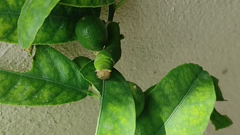 Kitchen garden# lemon tree