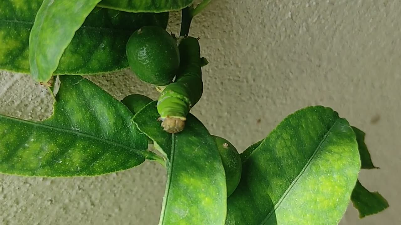 Kitchen garden# lemon tree