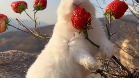 Cute baby rabbit 🐰🐰 😍😻Cute baby rabbit 🐰😀🐰