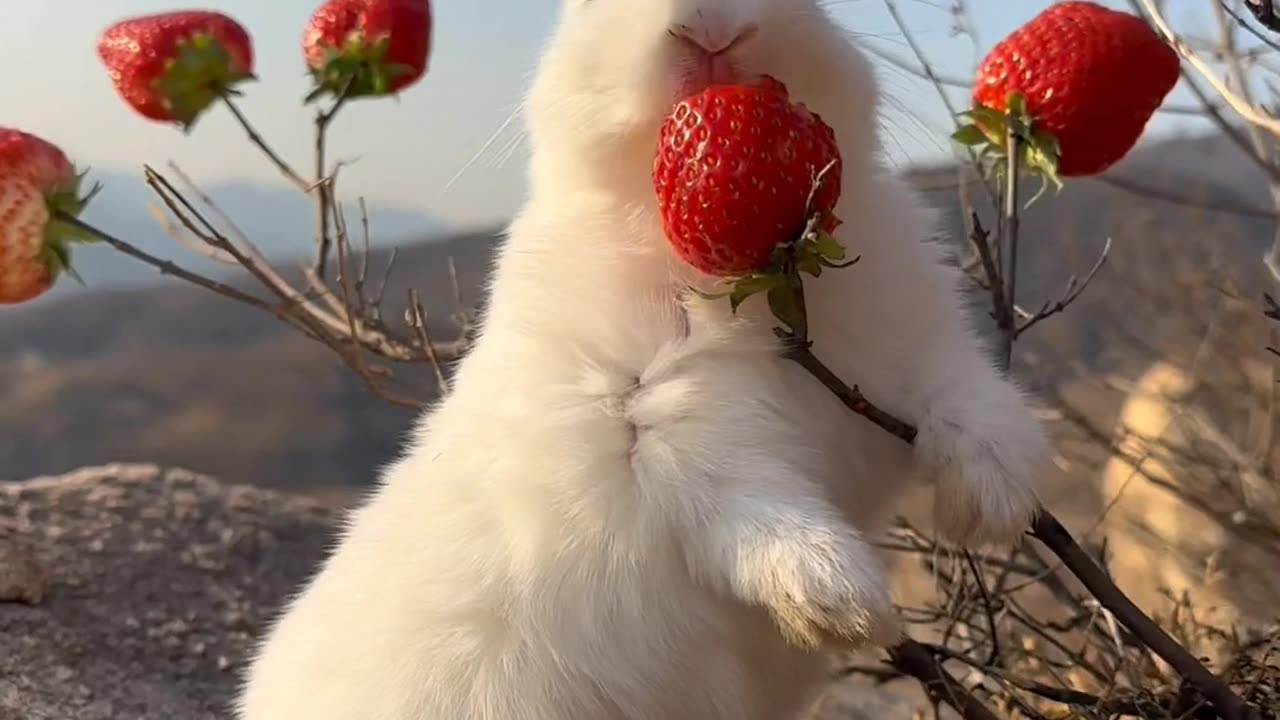 Cute baby rabbit 🐰🐰 😍😻Cute baby rabbit 🐰😀🐰