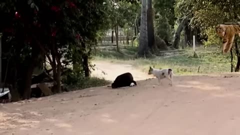 Cats being a psychopath species and enjoying torturing other animal