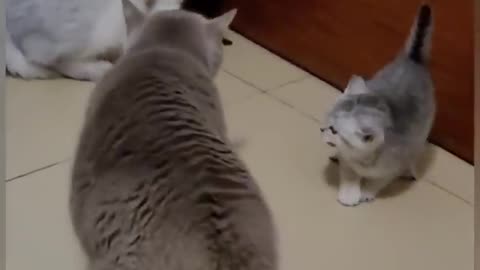 Funny video of cat