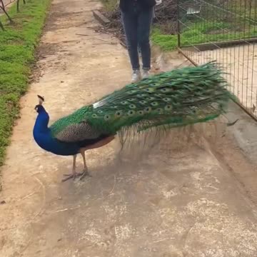 Beautiful Bird