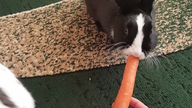 Sweet bunníes eating carrot