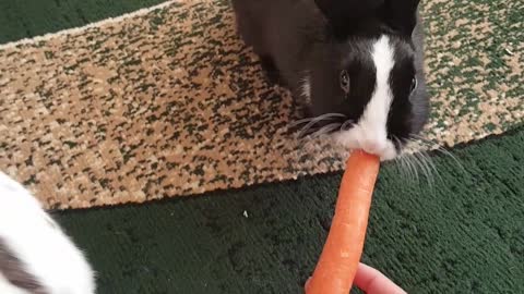 Sweet bunníes eating carrot