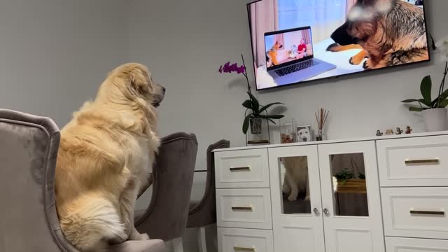 Confused Golden Retriever Recognized the German Shepherd Rocky on TV!