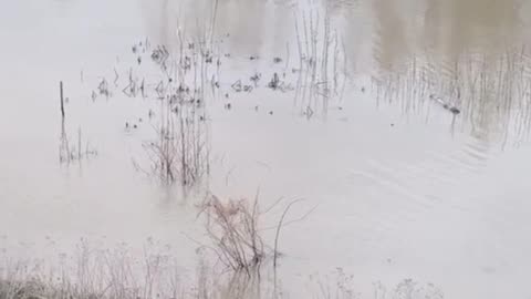 Ukrainian BTR 4 Crossing a River