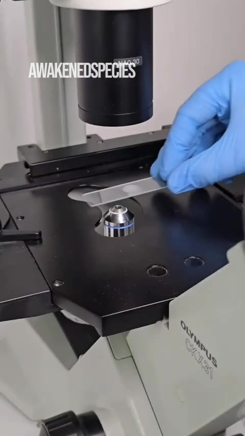 Turmeric vs human parasites under the microscope