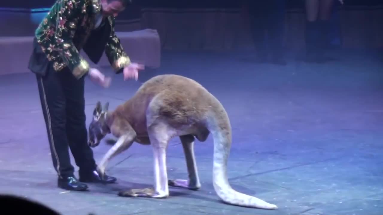 Circus. The show of different animals. Bisons, kangaroos, ostriches & giraffe