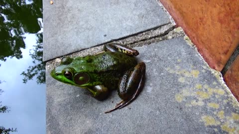 Bullfrog