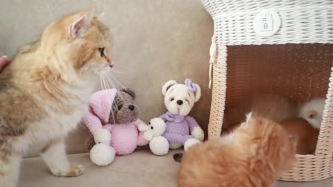 Mom Cat playing and talking to her Cute Meowing baby Kittens