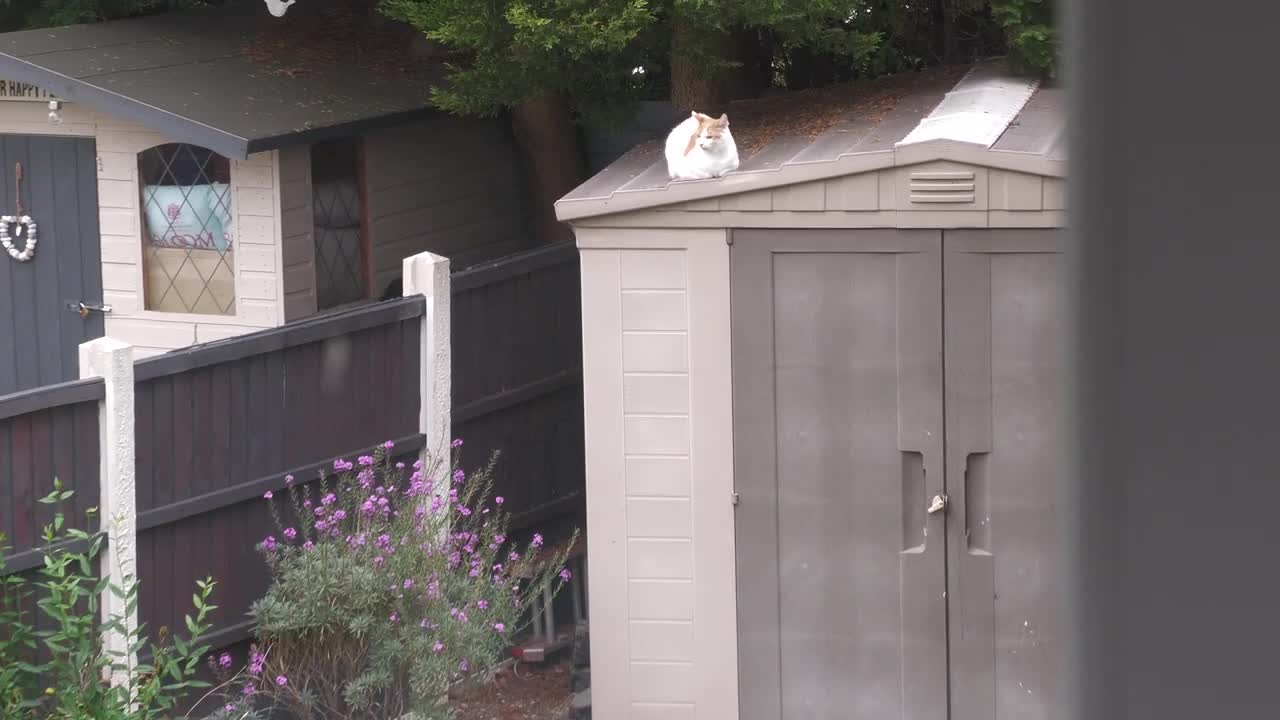 Cat Loaf On The Roof