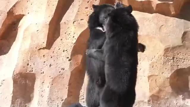 The black bear