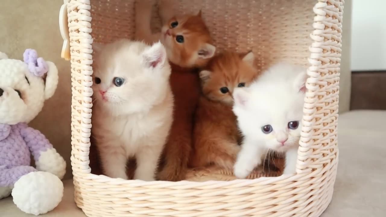 Mom Cat Playing and Talking to Her Cute Meowing...