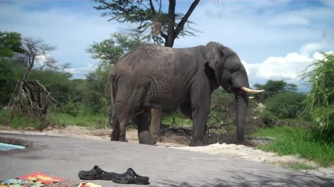 Elephant crashing