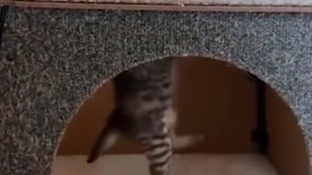 Funny Cat Memes Compilation😁😁