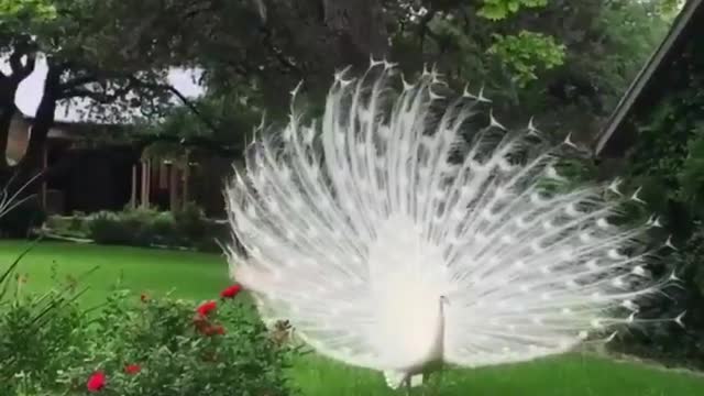 Beautiful white Peacock 🦚