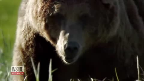 61-Year-Old Man Lucky To Be Alive After A Grizzly Bear Bit Off His Jaw