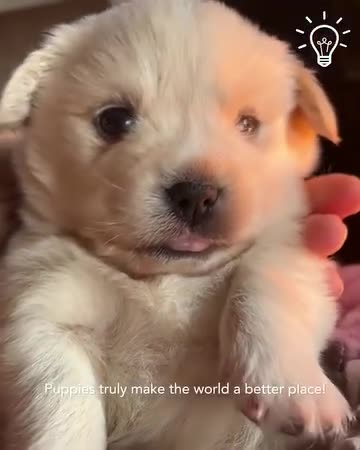 Raise your hand if you also want a puppy