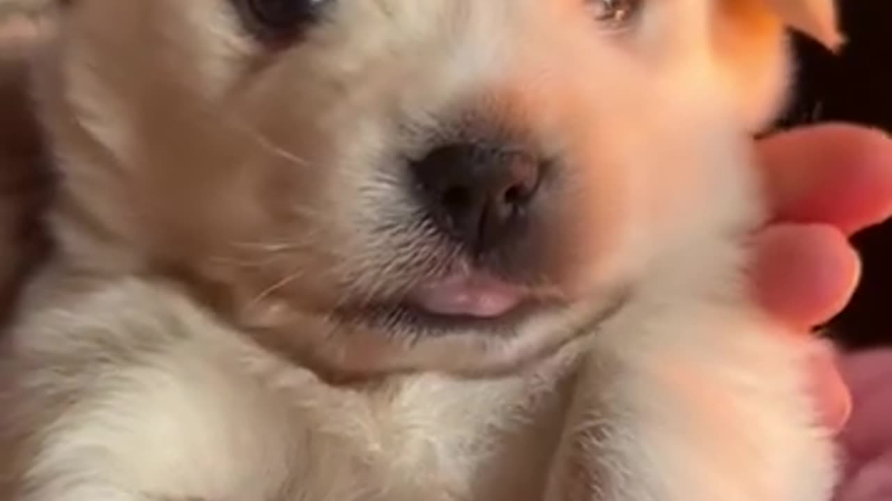 Raise your hand if you also want a puppy