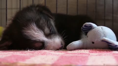 Cute dog sleeping