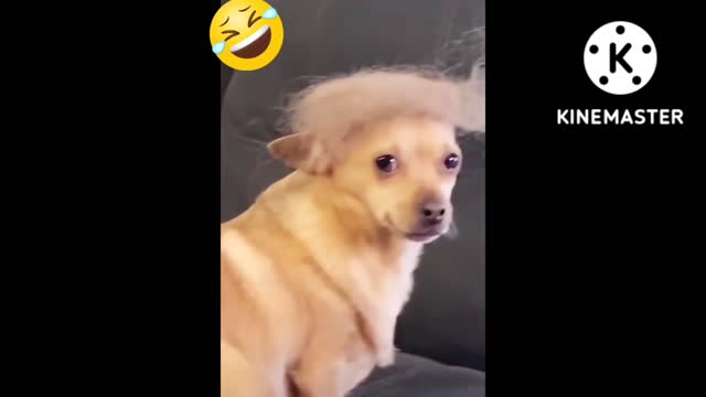 funny dog and cat videos🤣🤣