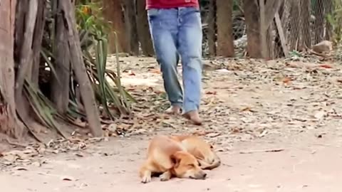 Troll Prank Dog Funny & fake Lion and Fake Tiger Prank To dog & Huge Box Prank to dog