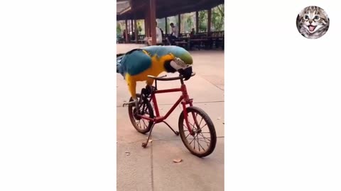 FUNNY video 2023