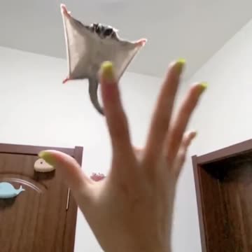 Two squirrels are racing against each other