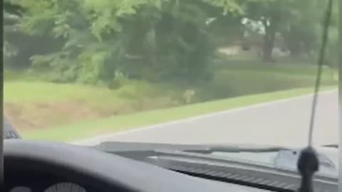 Kangaroo ran loose in Baton Rouge area after parrot set it free