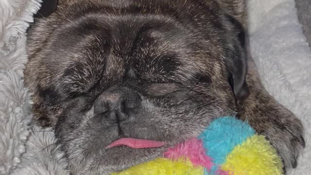 Pug Snores on Toy Ball with Tongue Hanging Out