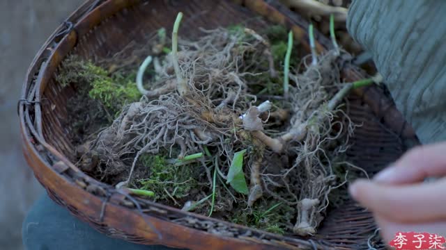 Wild Vegetables