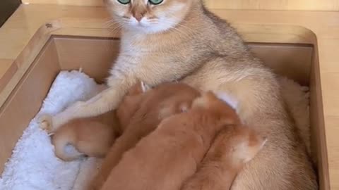 😻😻So Cute😻😺