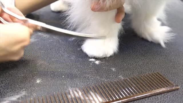 After giving the little white dog a haircut, it feels as soft as wearing a clean white sweater