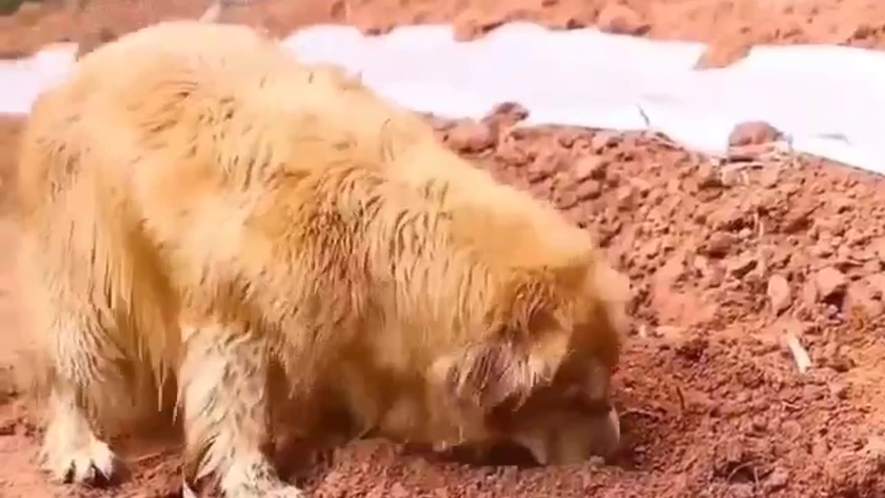 Watch Till End 🥺❤️ #shorts #explorepage #viral #hearttouching