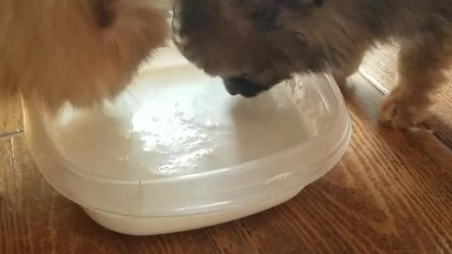 Cat kittens drinking milk on the street #short video #catanimals