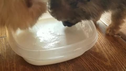 Cat kittens drinking milk on the street #short video #catanimals