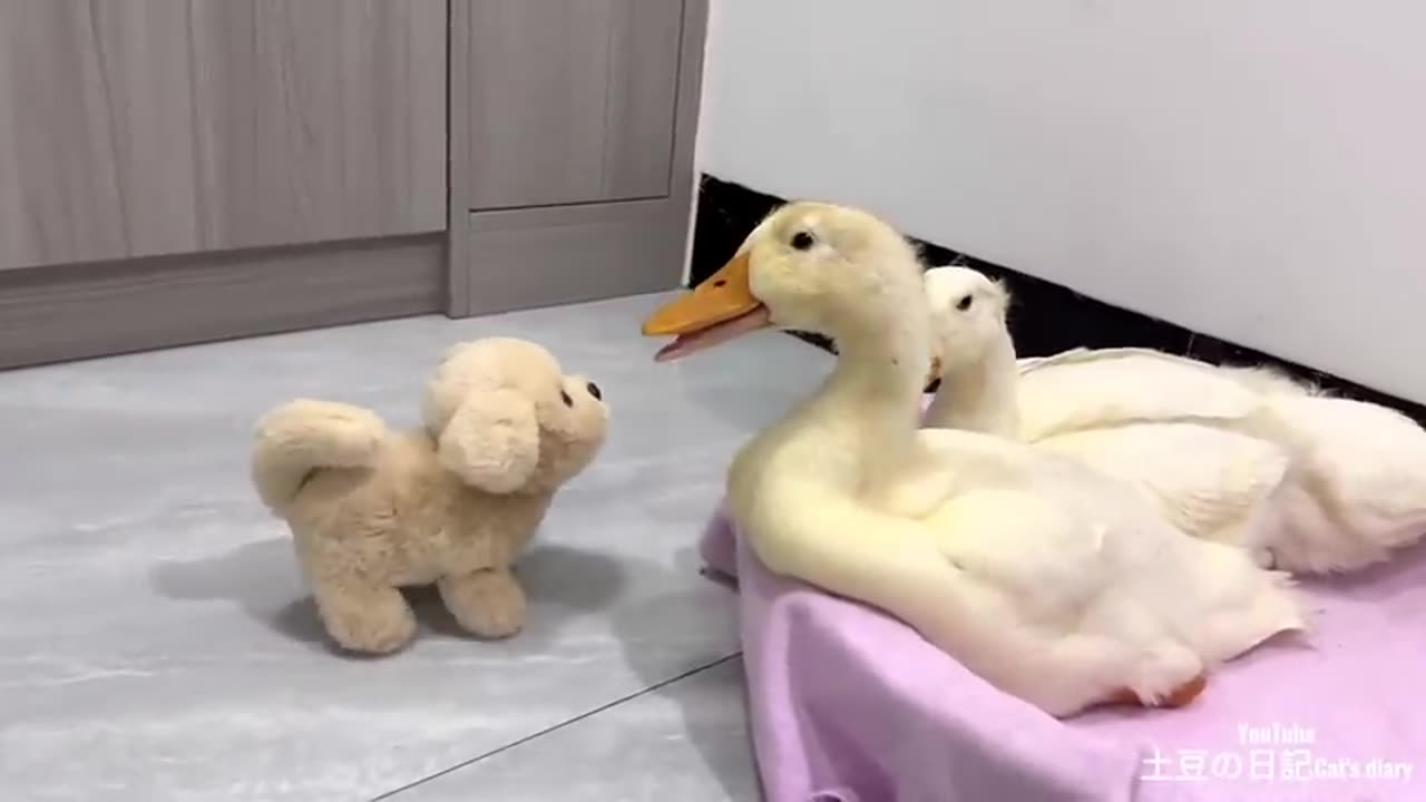 Duck and kitten are sleeping and get kicked out of bed by cute puppy! cute funny animal videos😅