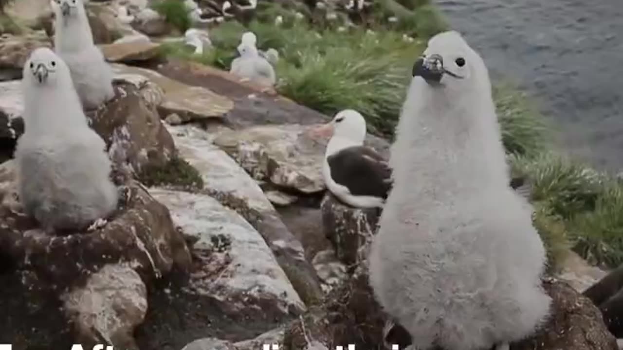 Warmer Seas Make it Harder For Animals To Hunt #shorts #viral #shortsvideo #video