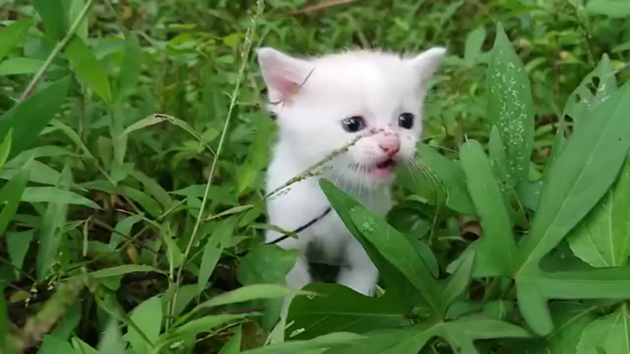 baby cat calling its mother