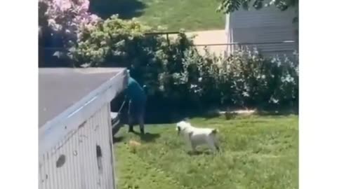 Best buds playing fetch in the park!