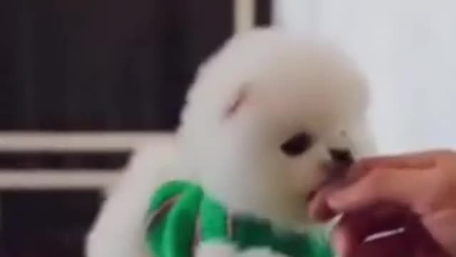 🐶🐶Lovely and Cute Puppies - Melt your heart💖💖 #Shorts