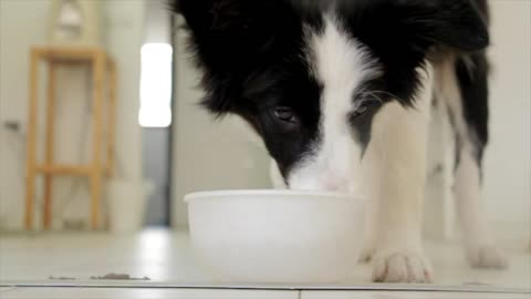DOG IS EATIENG