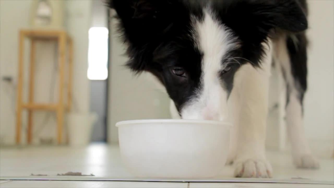 DOG IS EATIENG