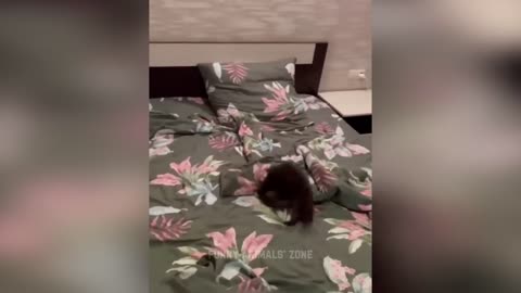 Cute cat 🐈 Masti and jumping