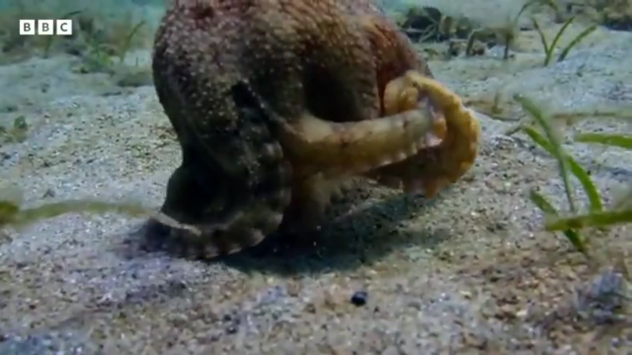 How many brains does an octopus have? | Spy in the Ocean