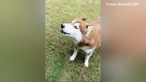 Funny Cat And Dog