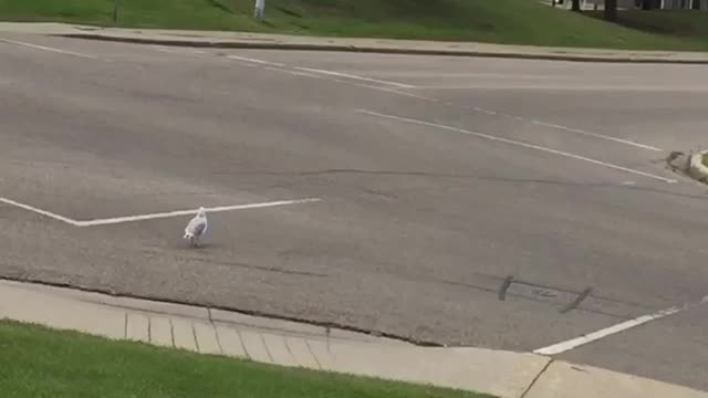 Bird Crossing The Road